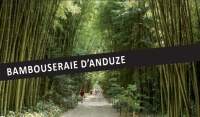 Visite guidée en anglais - Bambouseraie des Cévennes